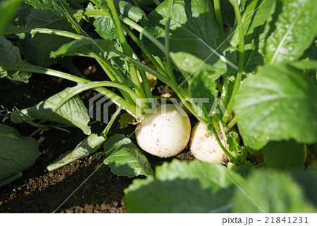 かぶ かぶ 21841231