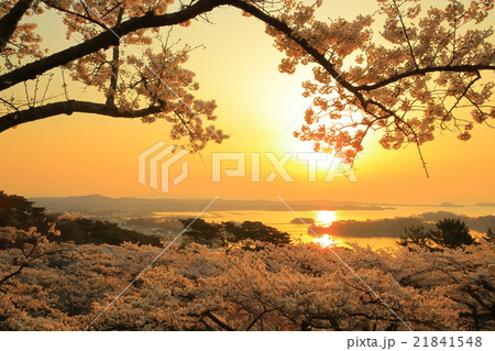 日本三景 松島 西行戻しの松公園の桜 日本三景 松島 西行戻しの松公園の桜 21841548