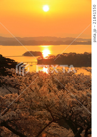 日本三景 松島 西行戻しの松公園の桜 日本三景 松島 西行戻しの松公園の桜 21841550