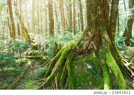 苔の森 苔の森 21841811