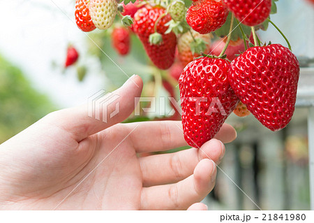 いちご 21841980