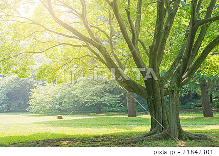 大きな木 公園の写真素材