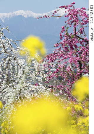 桃の花咲く風景 桃の花咲く風景 21842385