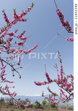 桃の花咲く風景 21842388