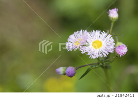 ハルジオン 21842411