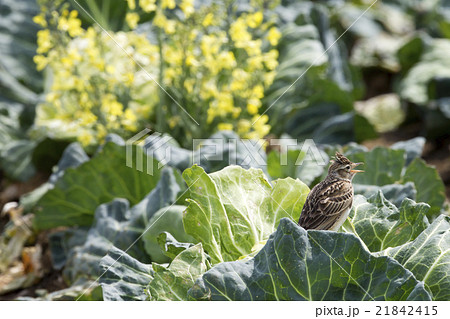 ヒバリ ヒバリ 21842415