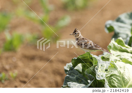 ヒバリ ヒバリ 21842419