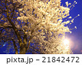 桜 21842472
