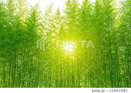 竹, 竹林 21842481