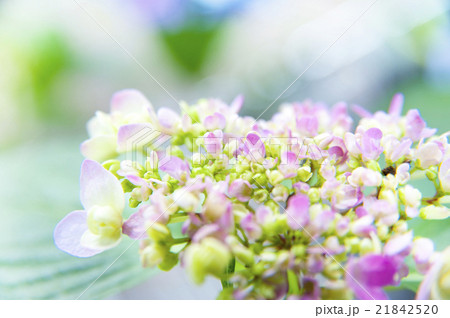 父の日にも使える、ピンクのあじさい5 21842520