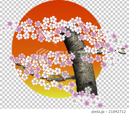 Moon (or sunlight) and cherry blossoms 21842712