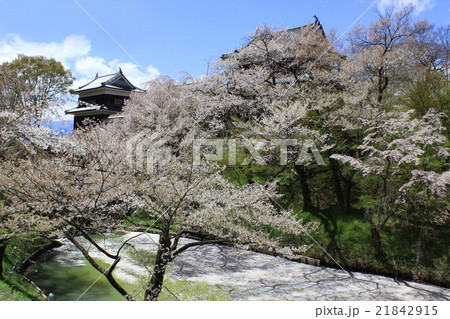 上田城の桜 21842915