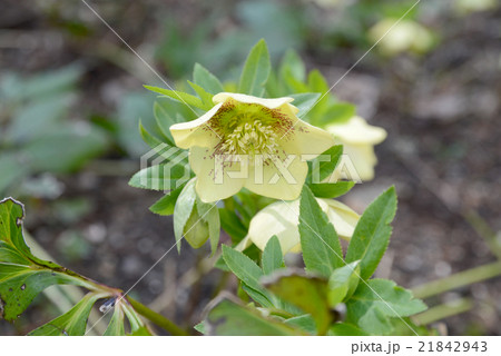 クリスマスローズ クリスマスローズ 21842943