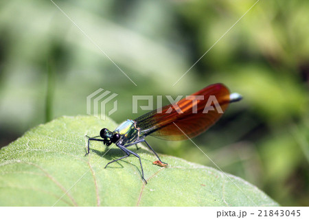 アサヒナカワトンボ 21843045