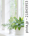 窓辺に置かれた観葉植物のイメージ 21843953