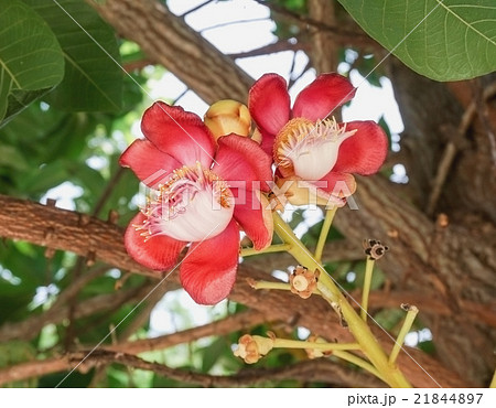 Red cannonball flower 21844897