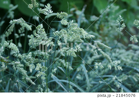 鴨茅かもがや　オーチャードグラスと呼ばれる牧草です。 21845076