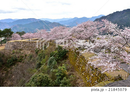春の竹田城跡 21845079