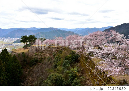 満開の桜と竹田城跡 21845080