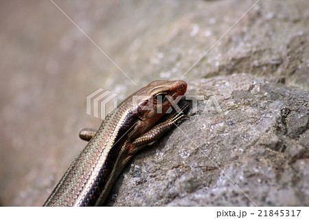 ヒガシニホントカゲ ヒガシニホントカゲ 21845317
