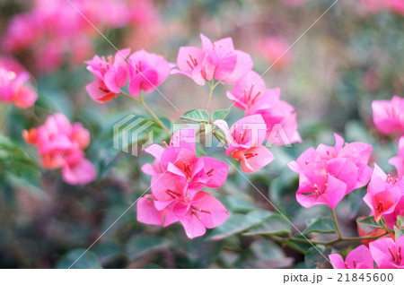 Bougainvillea flower in the garden, soft focus. 21845600