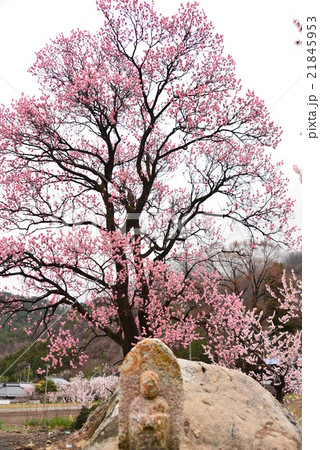 あんずの花 あんずの花 21845953