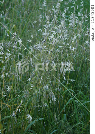 烏麦 別名「燕麦」エンバクとも言います。 食べられます。 烏麦 別名「燕麦」エンバクとも言います。 食べられます。 21845981