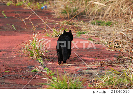 黒猫の後ろ姿の写真素材