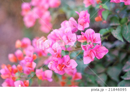 Bougainvillea flower in the garden, soft focus. Bougainvillea flower in the garden, soft focus. 21846095