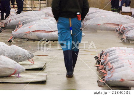 築地市場 -マグロ卸売場とせり場- 築地市場 -マグロ卸売場とせり場- 21846535