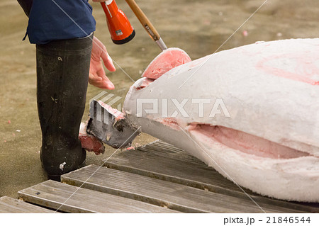 築地市場 -マグロ卸売場とせり場- 築地市場 -マグロ卸売場とせり場- 21846544