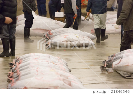 築地市場 -マグロ卸売場とせり場- 21846546