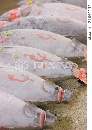 築地市場 -マグロ卸売場とせり場- 築地市場 -マグロ卸売場とせり場- 21846555