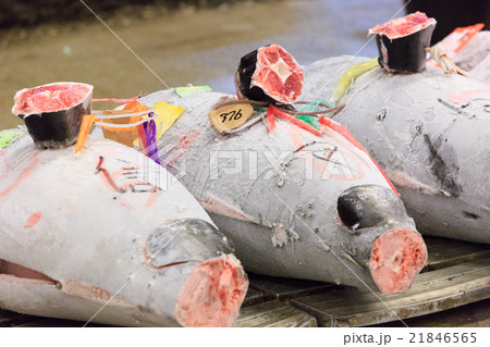 築地市場 -マグロ卸売場とせり場- 築地市場 -マグロ卸売場とせり場- 21846565