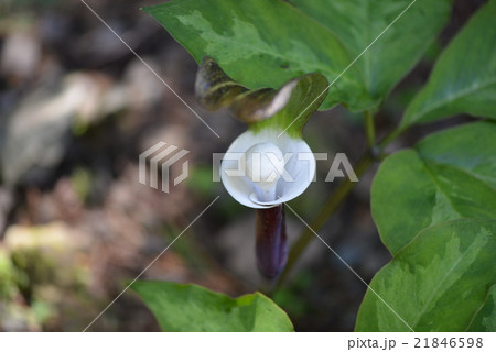 ユキモチソウ 21846598