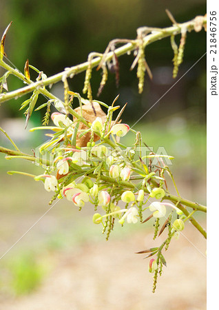 グレビレア 21846756