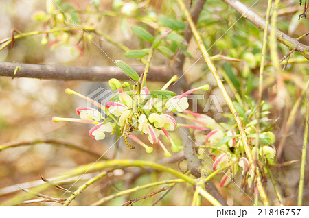 グレビレア グレビレア 21846757