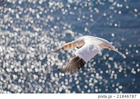 flying northern gannet, Helgoland Germany flying northern gannet, Helgoland Germany 21846787