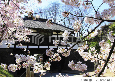 懐古園の桜 21847381