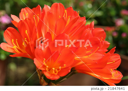 クンシラン クンシラン 21847641