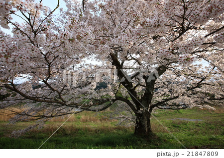 般若寺の一本桜 般若寺の一本桜 21847809
