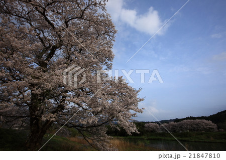 般若寺の一本桜 21847810