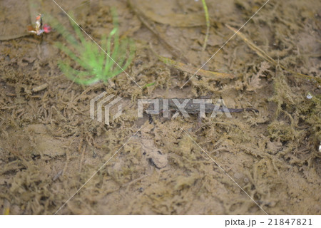 ニホンイモリ 21847821