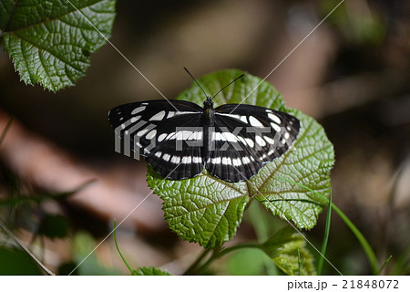 蝶のコミスジ 21848072