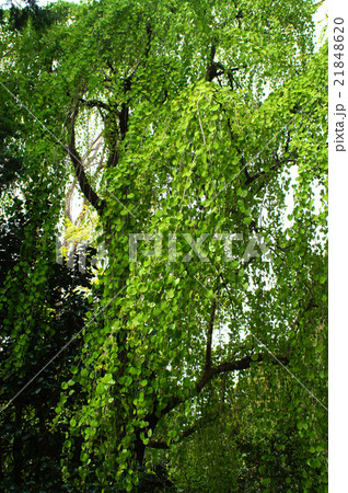 シダレカツラ シダレカツラ 21848620