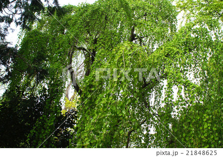 シダレカツラ 21848625