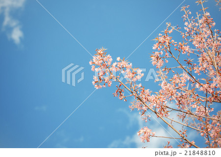 Wild Himalayan Cherry spring blossom 21848810