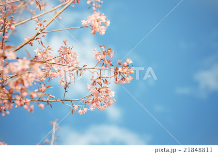 Wild Himalayan Cherry spring blossom 21848811