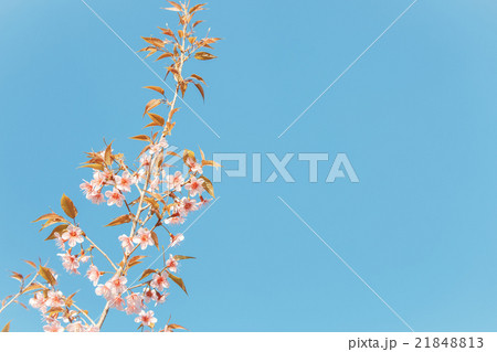 Wild Himalayan Cherry spring blossom 21848813
