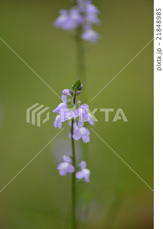 マツバウンラン マツバウンラン 21848985